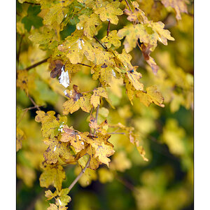 HerbstPZ1 3133