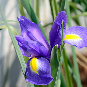 Iris2