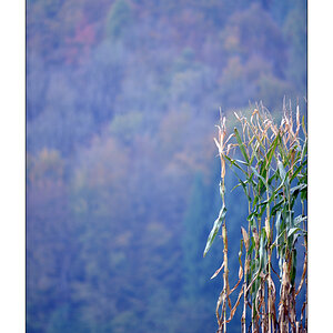 HerbstPZ1 3135