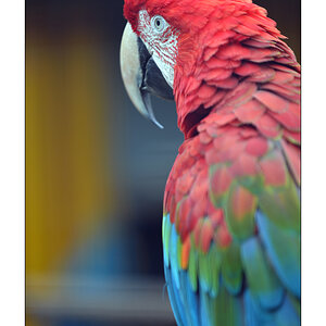 ZooPZ1 2746