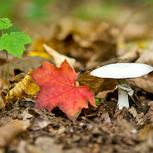 Pilz Herbst