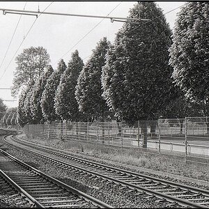 Stadtflora 01