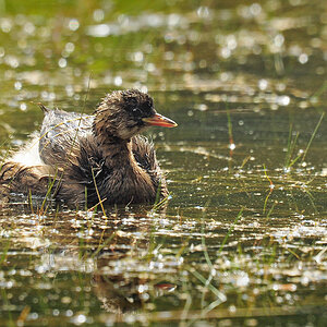DSC 5007 Zwergtaucher 1000