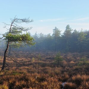 Schwarzes Moor 011