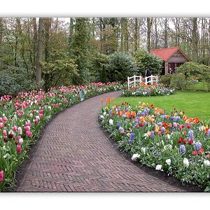 Keukenhof bunt