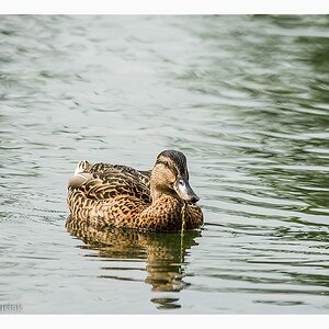 comp RM7 8133 2