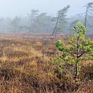 Schwarzes Moor 11
