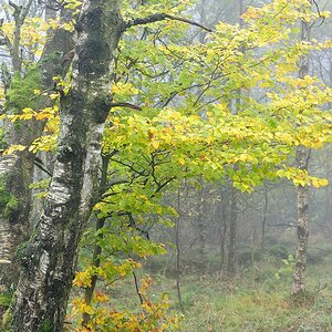 Schwarzes Moor 15
