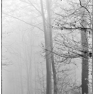 WaldPZ1 4117