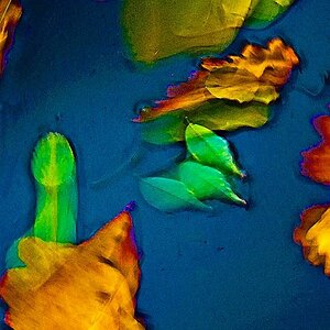 comp Bunte Blätter fractal