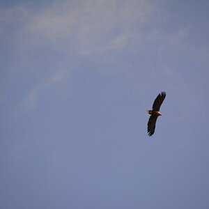 Seeadler
