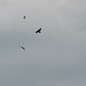 Vögel am Himmel