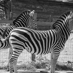 Zebras