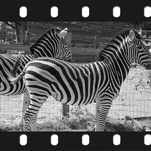 Zebras sw