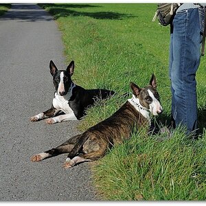MNE 7099, 20141101
D700 70-200/2,8