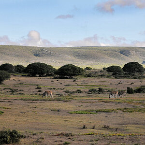 de hoop NP 5