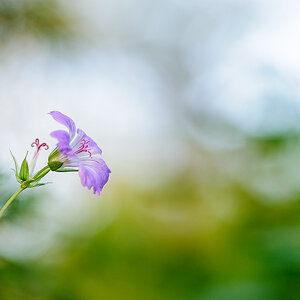 Botanisch