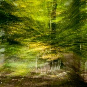 comp Im Wald