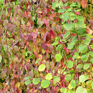 MHX9454 x
