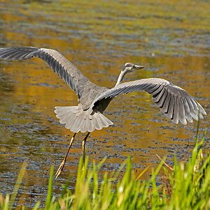 D71 3073 Reiher im Landeanflug