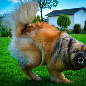 Eurasierdame Akira ....