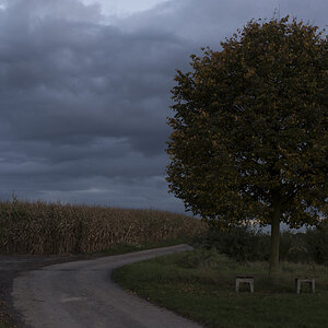 Baum3