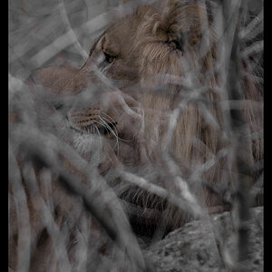 Löwe 0019086