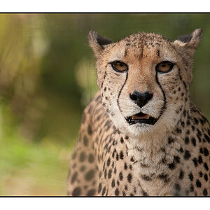 Gepard 3591