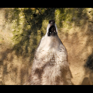 Wolf 0019283