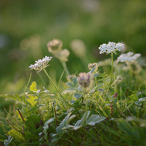 102900blumenunkraut