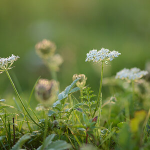 106900blumenunkraut