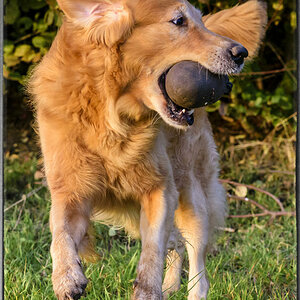 Crusoe in der Abendsonne.
Das Foto wurde mit Color Efex Pro 4 bearbeitet.