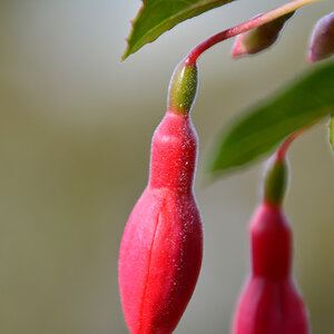Macro