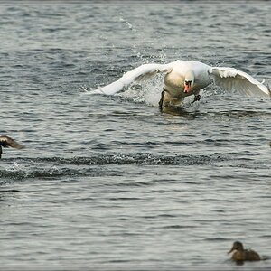 20141102 1997 [NIKON D810] 500 mm,1 500 Sek. bei ƒ   8,0