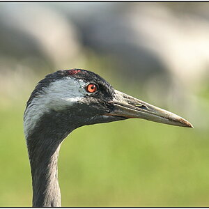 Kranichportrait