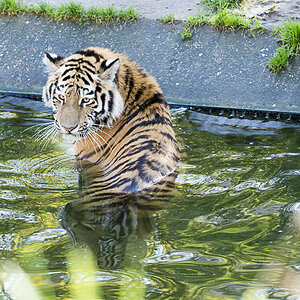 Tigerbad