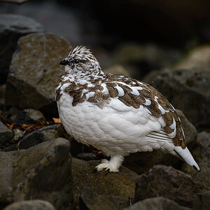 Schneehuhn 20141018 105403 island 2014