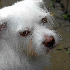 Duffy2
