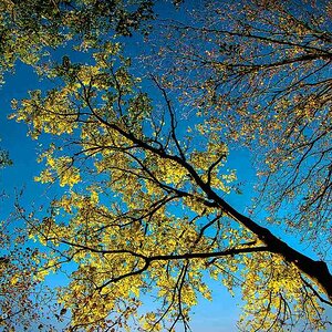 comp Herbstlicht 12