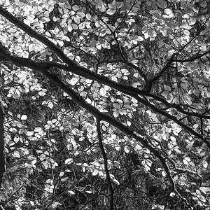 2141019 V3 2211 Buche Moorwald