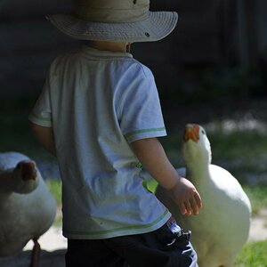 Bube ärgert die Gänse