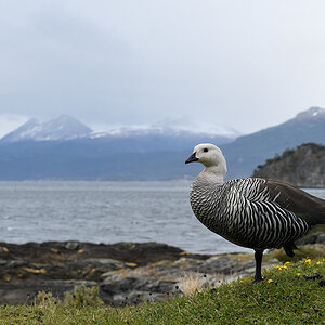 Magellangans 
im Nationalpark Tierra de Fuego
4960