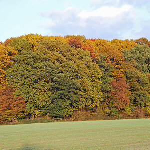 Herbstwald DSC 5222x