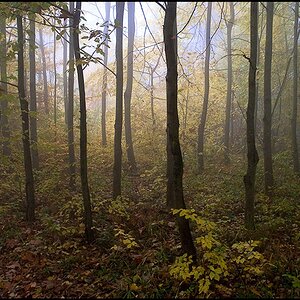 Wald im Nebel 4970 2 2