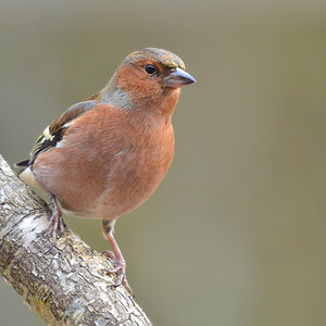 DSC 3001 Buchfink