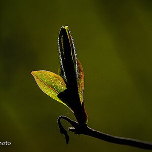 comp Lonicera
