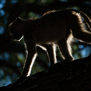 2988 NFF