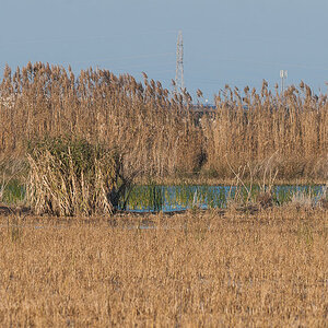 2015 01 05 Pego pajaros 0004