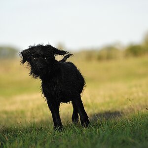 comp DSC 6196