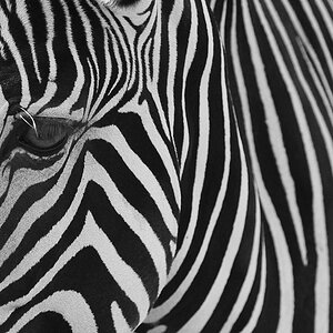 black & white